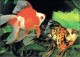 Précédent