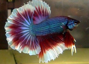 Betta Tricolore