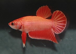 Betta Plakat