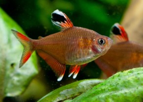 Tetra rose