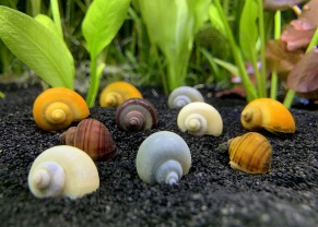 Escargot Pomme