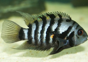 Cichlidé Zèbre