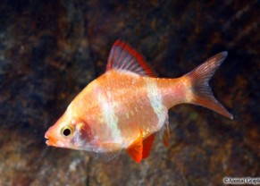 Barbus Tigre Albino