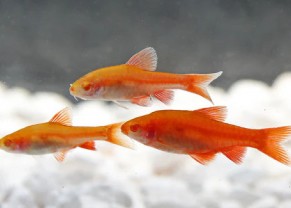Barbus cerise albinos