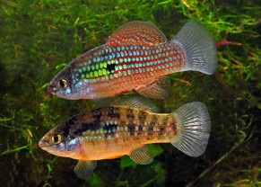 Jordanella floridea