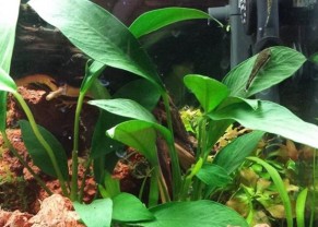 Anubias Congensis 