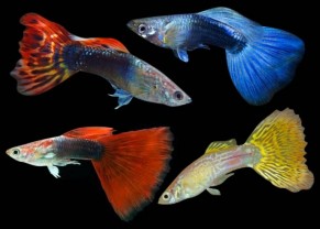 Guppy assorties