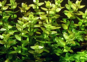 Bacopa de Caroline