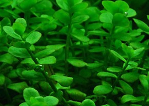 Petit bacopa
