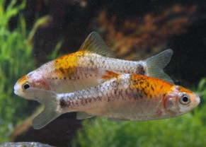 Barbus doré tricolore