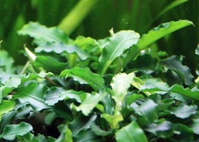 Bucephalandra Mix