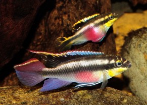 Kribensis