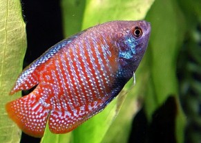 Gourami nain