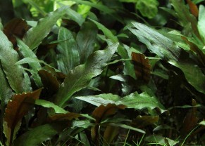 Cryptocoryne beckettii "Petchii''