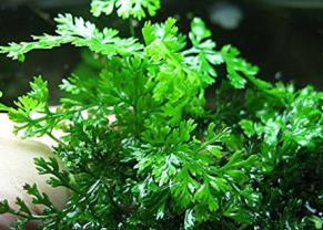 Bolbitis Heudebtis