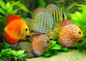 Discus assorties (5 et 7,5cm)