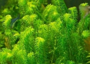 Egeria najas