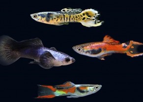 Guppy Endler assorties
