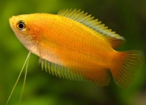 Gourami miel jaune