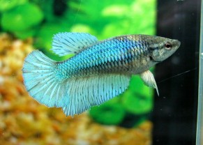 Betta splendens femelle