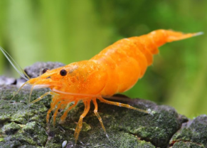 Crevette orange