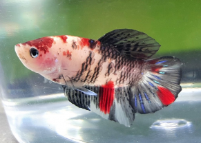 Betta Koï 