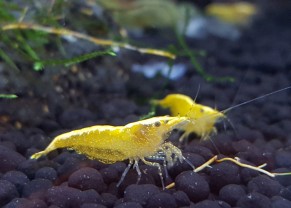 Crevette jaune feu