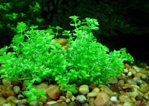 Hemianthus micranthemoides