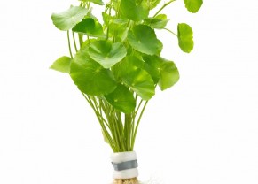 Hydrocotyle leucocephala