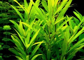 Hygrophila Angustifolia