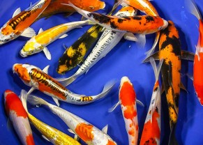 Carpe Koï assorties large 8"