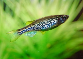 Danio leopard