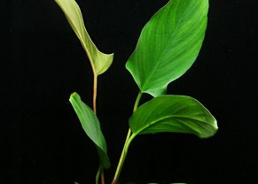 Anubias hastifolia 