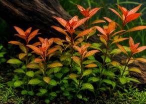 Ludwigia Repens "Broad"