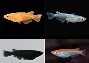 Poisson riz japonais assorties