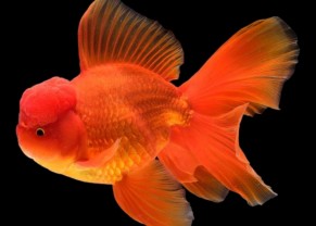 Poisson Oranda rouge