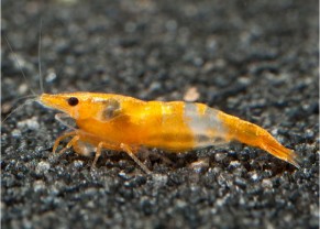 Crevette rili orange