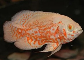 Oscar ( Tigre albinos)