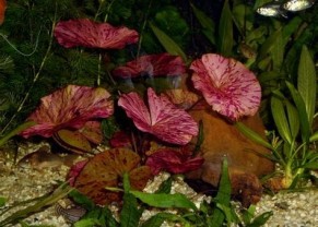 Lotus tigre rouge