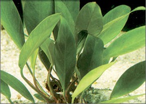 Anubias afzelii