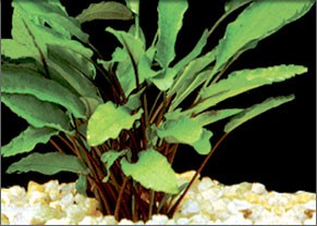 Cryptocoryne wendtii