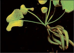 Lotus Banane