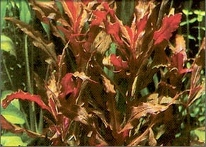 Alternanthera Cardinale