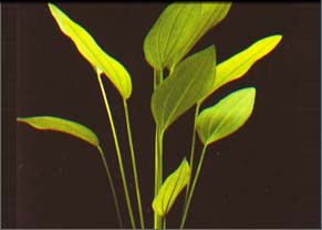 Echinodorus grandifolius XL
