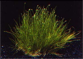 Eleocharis parvulus