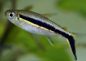 Tetra pingouin