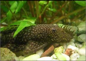 Ancistrus