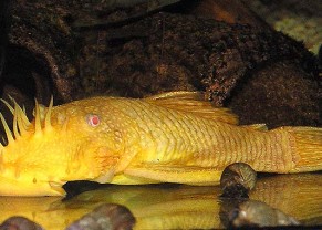 Ancistrus Albinos