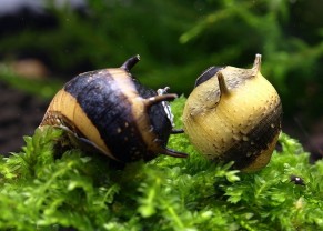 Escargot clithon