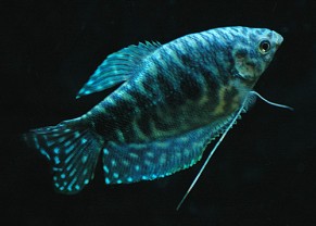 Gourami opaline